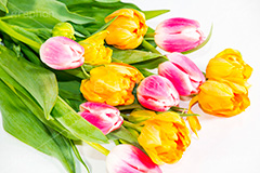 チューリップの花束,チューリップ,ちゅーりっぷ,花束,プレゼント,花,お花,フラワー,はな,花屋,咲,春,tulip,spring,present,flower,生花