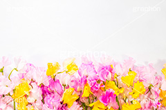 スイートピーの花束,スイートピー,ジャコウエンドウ,花束,プレゼント,花,お花,フラワー,パステル,はな,花屋,咲,春,spring,present,flower,pastel,生花