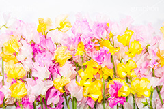 スイートピーの花束,スイートピー,ジャコウエンドウ,花束,プレゼント,花,お花,フラワー,パステル,はな,花屋,咲,春,spring,present,flower,pastel,生花