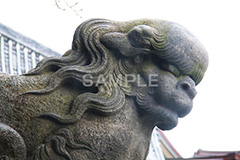 浅草,あさくさ,台東区,浅草神社,神社,参拝,お参り,浅草 名所,浅草 観光,狛犬,獅子,犬,石像,像,守る,苔,asakusa,japan,shrine