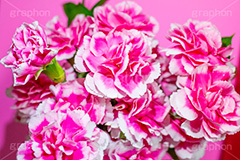 ピンクのカーネーション,母の日,カーネーション,ナデシコ科,ナデシコ属,花,お花,春,フラワー,spring,flower,carnation,present,mother's day,花束,贈り物,プレゼント,ありがとう,感謝,お礼,母,お母さん,生花