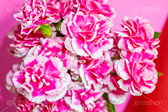 ピンクのカーネーション,母の日,カーネーション,ナデシコ科,ナデシコ属,花,お花,春,フラワー,spring,flower,carnation,present,mother's day,花束,贈り物,プレゼント,ありがとう,感謝,お礼,母,お母さん,生花