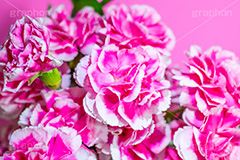 ピンクのカーネーション,母の日,カーネーション,ナデシコ科,ナデシコ属,花,お花,春,フラワー,spring,flower,carnation,present,mother's day,花束,贈り物,プレゼント,ありがとう,感謝,お礼,母,お母さん,生花
