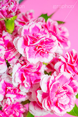 ピンクのカーネーション,母の日,カーネーション,ナデシコ科,ナデシコ属,花,お花,春,フラワー,spring,flower,carnation,present,mother's day,花束,贈り物,プレゼント,ありがとう,感謝,お礼,母,お母さん,生花
