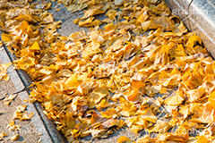 いちょう落葉,紅葉落葉,イチョウ落ち葉,イチョウ,いちょう,落ち葉,銀杏,紅葉,こうよう,もみじ,モミジ,紅葉狩り,黄葉,落葉広葉樹,カエデ科,秋,季語,色づく,照紅葉,照葉,自然,japan,autumn