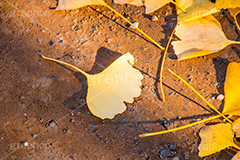 いちょう落葉,紅葉落葉,イチョウ落ち葉,イチョウ,いちょう,落ち葉,銀杏,紅葉,こうよう,もみじ,モミジ,紅葉狩り,黄葉,落葉広葉樹,カエデ科,秋,季語,色づく,照紅葉,照葉,自然,japan,autumn