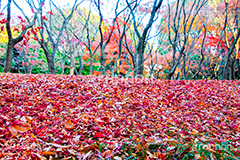 北の丸公園の紅葉,北の丸公園,千代田区,皇居,国民公園,公園,江戸城,九段下,武道館,秋,紅葉,park,autumn,落ち葉