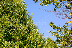 青空と新緑,青空,新緑,初夏,草木,自然,青々,緑,葉,フルサイズ撮影