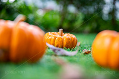 パンプキン,かぼちゃ,カボチャ,南瓜,ハロウィンオーナメント,ジャックオーランタン,ハロウィン,はろうぃん,ハロウィーン,ランタン,オーナメント,飾り,イベント,秋,Halloween,ornament,pumpkin,行事,収穫祭,芝生,枯れ葉,落ち葉,フルサイズ撮影