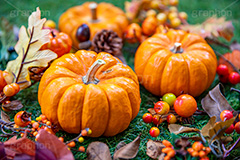 パンプキン,かぼちゃ,カボチャ,南瓜,ハロウィンオーナメント,ジャックオーランタン,ハロウィン,はろうぃん,ハロウィーン,ランタン,オーナメント,飾り,イベント,秋,Halloween,ornament,pumpkin,行事,収穫祭,芝生,枯れ葉,落ち葉,木の実,松ぼっくり,フルサイズ撮影