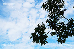 青空,空,晴,雲,お天気,空/天気,空/雲