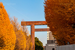 靖国神社の紅葉,千代田区,九段下,靖国神社,秋,紅葉,autumn,イチョウ,いちょう,銀杏,並木,黄色