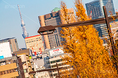 秋の九段下,千代田区,九段下,武道館,秋,紅葉,autumn,イチョウ,いちょう,銀杏,並木,黄色,スカイツリー