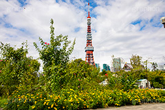 芝公園,港区,公園,散歩,自然,都立,park,東京タワー,フルサイズ撮影