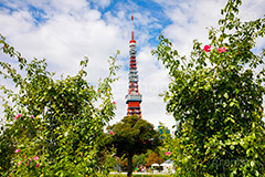 芝公園,港区,公園,散歩,自然,都立,park,東京タワー,フルサイズ撮影