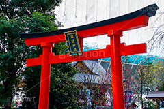 福徳神社の鳥居,福徳神社,鳥居,神社,参拝,お参り,稲荷,芽吹神社,お稲荷さん,日本橋,中央区,tokyo,東京,japan