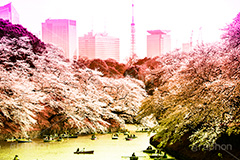 牛ヶ淵,Gradation Jjapan,gradation,japan,日本,グラデーション,カラフル,お洒落,おしゃれ,オシャレ,味わい,雰囲気,東京,tokyo,デュオトーン,duotone