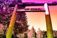 靖国神社,Gradation Jjapan,gradation,japan,日本,グラデーション,カラフル,お洒落,おしゃれ,オシャレ,味わい,雰囲気,東京,tokyo,デュオトーン,duotone
