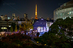 毛利庭園のイルミネーション,イルミネーション,イルミ,キラキラ,夜,LED,冬,ロマンチック,毛利庭園,庭,庭園,朝日テレビ,テレビ局,六本木,ヒルズ,六本木ヒルズ,Roppongi Hills,森ビル,森タワー,商業施設,複合施設,ライトアップ,japan,夜景,池,東京タワー,フルサイズ撮影