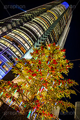 六本木ヒルズイルミネーション,六本木,ヒルズ,Roppongi Hills,夜景,ライトアップ,キラキラ,夜,イルミネーション,イルミ,LED,illumination,tree,冬,ロマンチック,クロスフィルタ,港区,観光名所,66プラザ,もみの木,クリスマスツリー,ツリー,オーナメント,森タワー,高層ビル,フルサイズ撮影