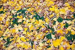 紅葉落葉,イチョウ落ち葉,イチョウ,いちょう,落ち葉,銀杏,紅葉,こうよう,もみじ,モミジ,紅葉狩り,黄葉,落葉広葉樹,カエデ科,秋,季語,色づく,キレイ,きれい,綺麗,照紅葉,照葉,japan,autumn,葉,葉っぱ,フルサイズ撮影,自然