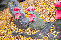 浄真寺の紅葉,浄真寺,九品仏浄真寺,九品仏,奥沢,自由が丘,阿弥陀如来像,寺,文化財,指定文化財,お面かぶり,世田谷区,temple,japan,もみじ,真っ赤,色づく,紅葉,自然,植物,木々,秋,季語,草木,japan,autumn,石造,地蔵,並ぶ,落ち葉,葉,葉っぱ,銀杏,イチョウ,フルサイズ撮影