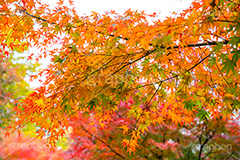 赤、黄、緑が綺麗なもみじ,グラデーション,もみじ,真っ赤,色づく,紅葉,自然,植物,木々,秋,赤,季語,草木,japan,autumn,gradation,フルサイズ撮影