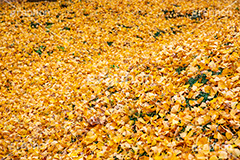 紅葉落葉,イチョウ落ち葉,イチョウ,いちょう,落ち葉,銀杏,紅葉,こうよう,もみじ,モミジ,紅葉狩り,黄葉,落葉広葉樹,カエデ科,秋,季語,色づく,キレイ,きれい,綺麗,照紅葉,照葉,japan,autumn,葉,葉っぱ,フルサイズ撮影,自然