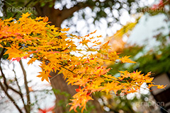 浄真寺の紅葉,浄真寺,九品仏浄真寺,九品仏,奥沢,自由が丘,阿弥陀如来像,寺,文化財,指定文化財,お面かぶり,世田谷区,temple,japan,もみじ,真っ赤,色づく,紅葉,自然,植物,木々,秋,季語,草木,japan,autumn,フルサイズ撮影