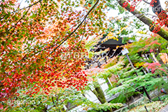 浄真寺の紅葉,浄真寺,九品仏浄真寺,九品仏,奥沢,自由が丘,阿弥陀如来像,寺,文化財,指定文化財,お面かぶり,世田谷区,temple,japan,もみじ,真っ赤,色づく,紅葉,自然,植物,木々,秋,季語,草木,japan,autumn,フルサイズ撮影