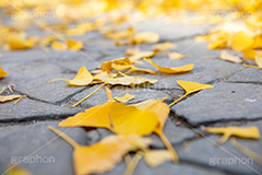 紅葉落葉,イチョウ落ち葉,イチョウ,いちょう,落ち葉,銀杏,紅葉,こうよう,もみじ,モミジ,紅葉狩り,黄葉,落葉広葉樹,カエデ科,秋,季語,色づく,キレイ,きれい,綺麗,照紅葉,照葉,japan,autumn,葉,葉っぱ,フルサイズ撮影,自然