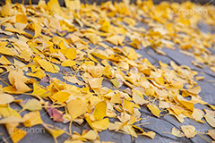 紅葉落葉,イチョウ落ち葉,イチョウ,いちょう,落ち葉,銀杏,紅葉,こうよう,もみじ,モミジ,紅葉狩り,黄葉,落葉広葉樹,カエデ科,秋,季語,色づく,キレイ,きれい,綺麗,照紅葉,照葉,japan,autumn,葉,葉っぱ,フルサイズ撮影,自然