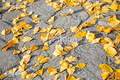 紅葉落葉,イチョウ落ち葉,イチョウ,いちょう,落ち葉,銀杏,紅葉,こうよう,もみじ,モミジ,紅葉狩り,黄葉,落葉広葉樹,カエデ科,秋,季語,色づく,キレイ,きれい,綺麗,照紅葉,照葉,japan,autumn,葉,葉っぱ,フルサイズ撮影,自然