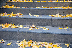 紅葉落葉,イチョウ落ち葉,イチョウ,いちょう,落ち葉,銀杏,紅葉,こうよう,もみじ,モミジ,紅葉狩り,黄葉,落葉広葉樹,カエデ科,秋,季語,色づく,キレイ,きれい,綺麗,照紅葉,照葉,japan,autumn,葉,葉っぱ,階段,フルサイズ撮影,自然