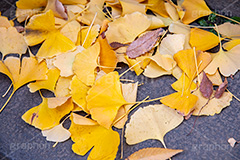 紅葉落葉,イチョウ落ち葉,イチョウ,いちょう,落ち葉,銀杏,紅葉,こうよう,もみじ,モミジ,紅葉狩り,黄葉,落葉広葉樹,カエデ科,秋,季語,色づく,キレイ,きれい,綺麗,照紅葉,照葉,japan,autumn,葉,葉っぱ,フルサイズ撮影,自然