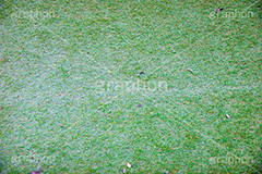 芝生,芝,自然,草,落ち葉,テクスチャ,テクスチャー,マテリアル,texture,lawn,material,フルサイズ撮影