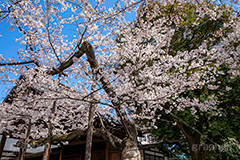 満開の標本木,標本木,基準,観測,東京,ソメイヨシノ,靖国神社,靖国,政治,神社,shrine,japan,spring,春,開花,花見,お花見,サクラ,さくら,桜,参拝,お参り,千代田区,九段下,境内,満開,さくらまつり,blossom,フルサイズ撮影