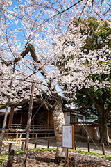 満開の標本木,標本木,基準,観測,東京,ソメイヨシノ,靖国神社,靖国,政治,神社,shrine,japan,spring,春,開花,花見,お花見,サクラ,さくら,桜,参拝,お参り,千代田区,九段下,境内,満開,さくらまつり,blossom,フルサイズ撮影