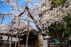 満開の標本木,標本木,基準,観測,東京,ソメイヨシノ,靖国神社,靖国,政治,神社,shrine,japan,spring,春,開花,花見,お花見,サクラ,さくら,桜,参拝,お参り,千代田区,九段下,境内,満開,さくらまつり,blossom,フルサイズ撮影