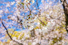 開花,サクラ,さくら,桜,花見,お花見,自然,青空,つぼみ,蕾,花びら,さくらまつり,blossom,japan,spring,flower,花,春,フルサイズ撮影,枝
