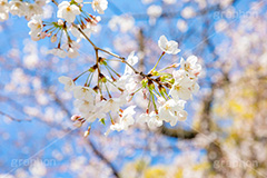 開花,サクラ,さくら,桜,花見,お花見,自然,青空,つぼみ,蕾,花びら,さくらまつり,blossom,japan,spring,flower,花,春,フルサイズ撮影,枝