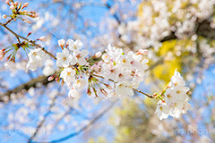 開花,サクラ,さくら,桜,花見,お花見,自然,青空,つぼみ,蕾,花びら,さくらまつり,blossom,japan,spring,flower,花,春,フルサイズ撮影,枝