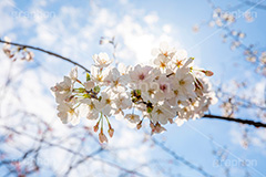 開花,サクラ,さくら,桜,花見,お花見,自然,青空,つぼみ,蕾,花びら,さくらまつり,blossom,japan,spring,flower,花,春,フルサイズ撮影,枝,逆光
