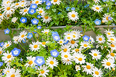 春の花壇,花壇,花畑,花,お花,フラワー,はな,咲,春,花弁,綺麗,きれい,キレイ,デイジー,ネモフィラ,flower,spring,フルサイズ撮影