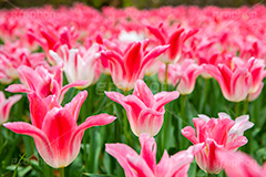 満開のチューリップ,チューリップ,チューリップ畑,ちゅーりっぷ,花,お花,フラワー,はな,花畑,キレイ,きれい,綺麗,満開,咲,咲いた,さいた,春,花壇,tulip,spring,flower,フルサイズ撮影