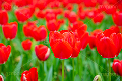 満開のチューリップ,チューリップ,チューリップ畑,ちゅーりっぷ,花,お花,フラワー,はな,花畑,キレイ,きれい,綺麗,満開,咲,咲いた,さいた,春,花壇,tulip,spring,flower,フルサイズ撮影