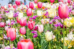 春の花壇,花壇,花畑,花,お花,フラワー,はな,flower,spring,tulip,咲,春,花弁,綺麗,きれい,キレイ,チューリップ,ちゅーりっぷ,フルサイズ撮影