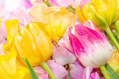 春の花束,スプリング,春,ガーリー,パステル,花,フラワー,カラフル,チューリップ,スイートピー,水滴,しずく,flower,colorful,tulip,spring,pastel