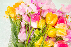 春の花束,スプリング,春,ガーリー,パステル,花,フラワー,カラフル,チューリップ,スイートピー,水滴,しずく,flower,colorful,tulip,spring,pastel