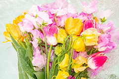 Watering flowers,水やり,水しぶき,潤い,春の花束,スプリング,春,ガーリー,パステル,花,フラワー,カラフル,チューリップ,スイートピー,水滴,しずく,flower,colorful,tulip,spring,pastel